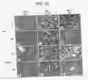 Fig. 17 - IMMUNOPOTENTIATIVE COMPOSITION