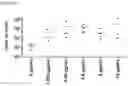 Fig. 33 - Methods of producing multispecific antibodies against CD40 and CD137