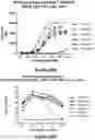 Fig. 37 - Bispecific binding molecules that are capable of binding CD137 and tumor antigens, and uses thereof