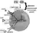 Fig. 01 - COMPOSITIONS AND METHODS OF PROMOTING WOUND HEALING