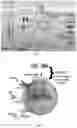 Fig. 02 - COMPOSITIONS AND METHODS OF PROMOTING WOUND HEALING