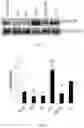 Fig. 12 - COMPOSITIONS AND METHODS OF PROMOTING WOUND HEALING