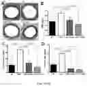 Fig. 19 - COMPOSITIONS AND METHODS OF PROMOTING WOUND HEALING