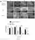 Fig. 23 - COMPOSITIONS AND METHODS OF PROMOTING WOUND HEALING