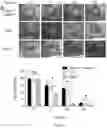 Fig. 24 - COMPOSITIONS AND METHODS OF PROMOTING WOUND HEALING