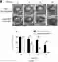 Fig. 26 - COMPOSITIONS AND METHODS OF PROMOTING WOUND HEALING