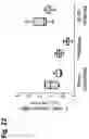 Fig. 31 - TRISPECIFIC ANTIGEN BINDING PROTEINS