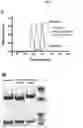 Fig. 04 - Glycosynthase variants for glycoprotein engineering and methods of use