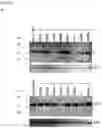 Fig. 08 - Methods of administering inhibitory anti-factor XII/XIIa monoclonal antibodies