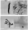 Fig. 01 - SPHERICAL CELLULOSE NANOPARTICLES AND PROCESS FOR PREPARATION THEREOF