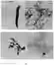 Fig. 02 - SPHERICAL CELLULOSE NANOPARTICLES AND PROCESS FOR PREPARATION THEREOF
