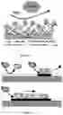 Fig. 02 - Biomolecule-functionalised PVC and production method thereof