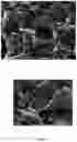 Fig. 02 - Polymer alloy comprising a sulphur-containing aromatic polymer and a thermoplastic vulcanizate