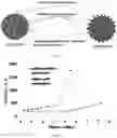 Fig. 02 - Microlasers based dye doped polymeric resonators for brain activity stimulation and monitoring