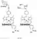 Fig. 04 - Microlasers based dye doped polymeric resonators for brain activity stimulation and monitoring