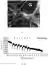 Fig. 09 - Microlasers based dye doped polymeric resonators for brain activity stimulation and monitoring