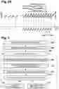 Fig. 04 - GROWTH CONTROL OF EUKARYOTIC CELLS