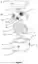 Fig. 02 - Adipose tissue splitting kit