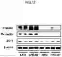 Fig. 18 - Lactic acid bacteria capable of controlling blood sugar and use thereof