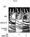 Fig. 23 - Lactic acid bacteria capable of controlling blood sugar and use thereof