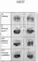 Fig. 28 - Lactic acid bacteria capable of controlling blood sugar and use thereof