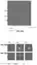 Fig. 40 - Three-dimensional printed organs, devices, and matrices