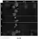 Fig. 08 - Acceleration of stem cell differentiation