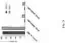 Fig. 08 - METHODS AND COMPOSITIONS FOR TREATING CANCER
