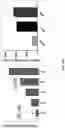 Fig. 54 - METHODS AND COMPOSITIONS FOR TREATING CANCER
