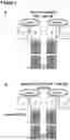 Fig. 04 - Antigen receptors and uses thereof