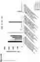 Fig. 12 - Antigen receptors and uses thereof