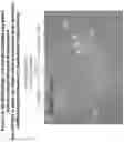 Fig. 20 - TRANSCRIPTION FACTORS CONTROLLING DIFFERENTIATION OF STEM CELLS