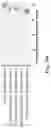 Fig. 27 - TRANSCRIPTION FACTORS CONTROLLING DIFFERENTIATION OF STEM CELLS