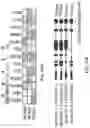 Fig. 28 - TRANSCRIPTION FACTORS CONTROLLING DIFFERENTIATION OF STEM CELLS
