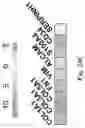Fig. 32 - TRANSCRIPTION FACTORS CONTROLLING DIFFERENTIATION OF STEM CELLS