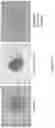 Fig. 14 - THREE-DIMENSIONAL TISSUE STRUCTURES