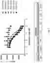 Fig. 03 - THIENOPYRROLE COMPOUNDS AND USES THEREOF