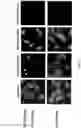 Fig. 28 - THIENOPYRROLE COMPOUNDS AND USES THEREOF