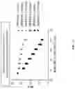 Fig. 30 - THIENOPYRROLE COMPOUNDS AND USES THEREOF