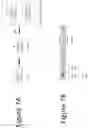 Fig. 12 - Engineered target specific base editors