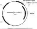 Fig. 01 - METHODS OF USING AN ARCHAEAL SERINE PROTEASE