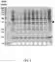 Fig. 05 - COORDINATED COEXPRESSION OF THROMBIN