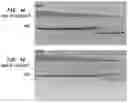 Fig. 05 - High Fidelity Restriction Endonucleases