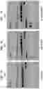 Fig. 08 - High Fidelity Restriction Endonucleases