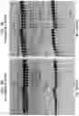 Fig. 10 - High Fidelity Restriction Endonucleases