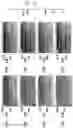 Fig. 12 - High Fidelity Restriction Endonucleases