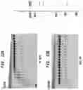 Fig. 13 - High Fidelity Restriction Endonucleases