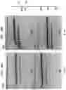 Fig. 15 - High Fidelity Restriction Endonucleases