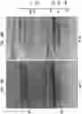 Fig. 17 - High Fidelity Restriction Endonucleases