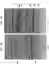 Fig. 18 - High Fidelity Restriction Endonucleases